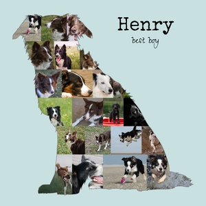 Hunde-Fotocollage "Border Collie" erstellen. Eigene Fotos, Namen und Texte. Hunde-Fotocollage "Border Collie" erstellen. Eigene Fotos, Namen und Texte.