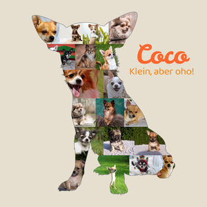 Hunde-Fotocollage "Chihuahua" erstellen. Eigene Fotos, Namen und Texte. Hunde-Fotocollage "Chihuahua" erstellen. Eigene Fotos, Namen und Texte.