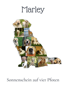 Hunde-Fotocollage "Golden Retriever" erstellen. Eigene Fotos, Namen und Texte. Hunde-Fotocollage "Golden Retriever" erstellen. Eigene Fotos, Namen und Texte.